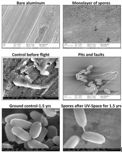 Электронные микрофотографии спор Bacillus pumilus SAFR-032 спор на алюминиевых пластинах после воздействия космических условий